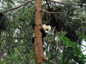 A giant panda climbs a tree in the Bifen