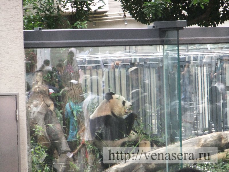 Панда в зоопарке Уэно